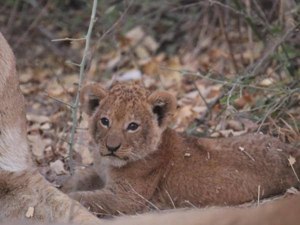 Namibia wildlife safari, off the beaten track