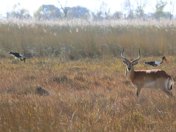 Namibia wildlife safari, off the beaten track