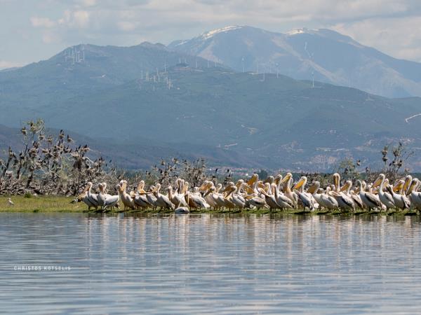 Birdwatching vacation in Greece