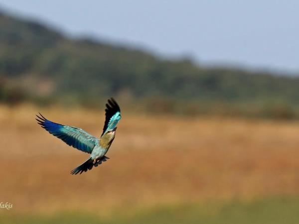 Birdwatching vacation in Greece