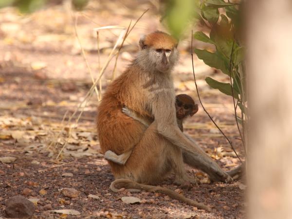 Senegal wildlife vacation