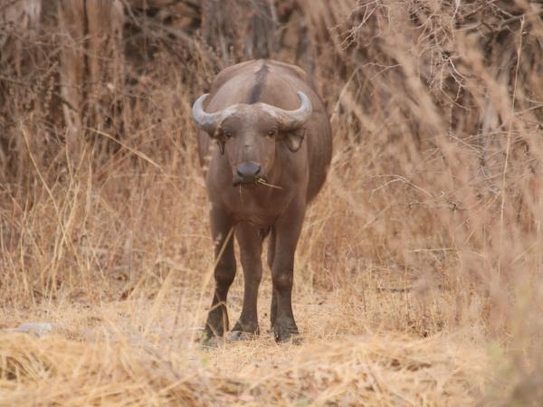 Senegal wildlife vacation