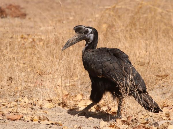 Senegal wildlife vacation