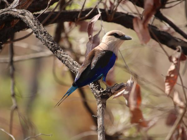 Senegal wildlife vacation