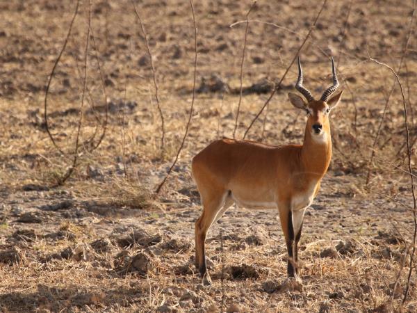 Senegal wildlife vacation