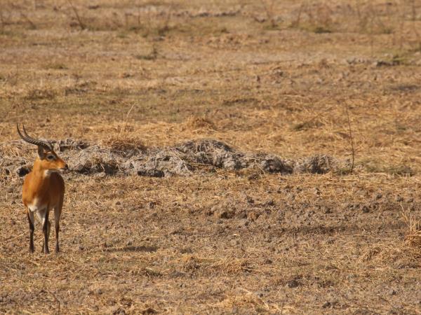 Senegal wildlife vacation