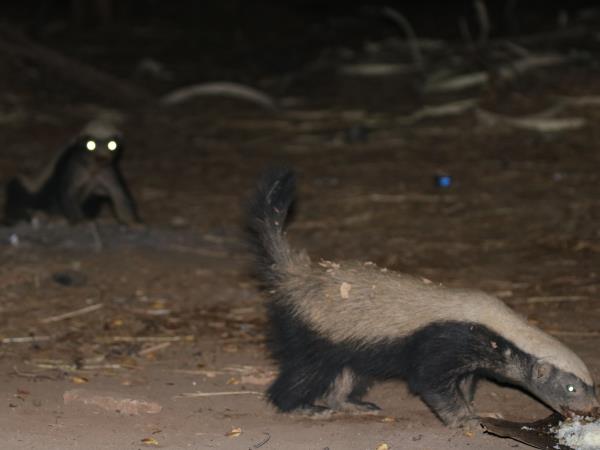 Senegal wildlife vacation