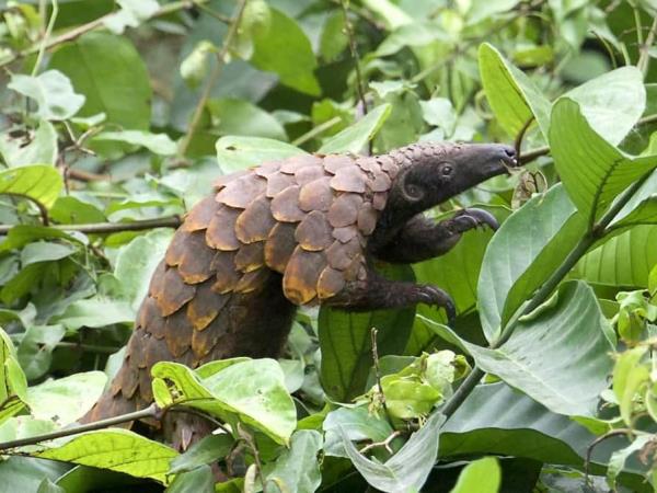 Ghana wildlife vacation and pangolin safari