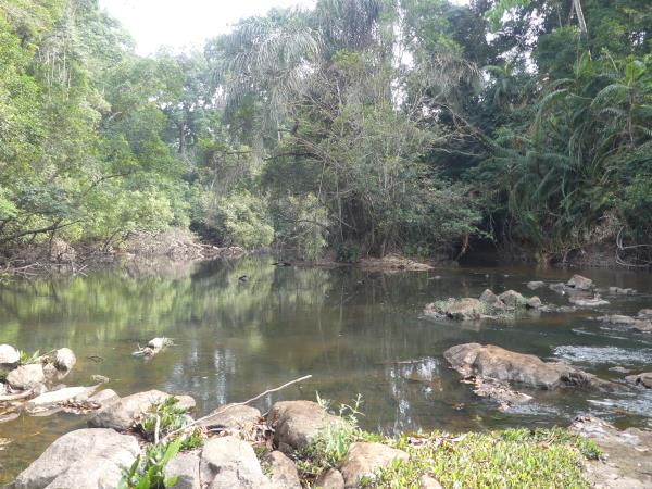 Pygmy hippo safari in Sierra Leone