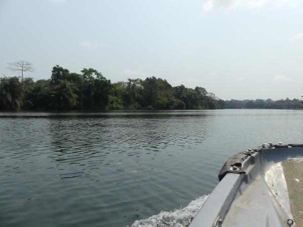 Pygmy hippo safari in Sierra Leone