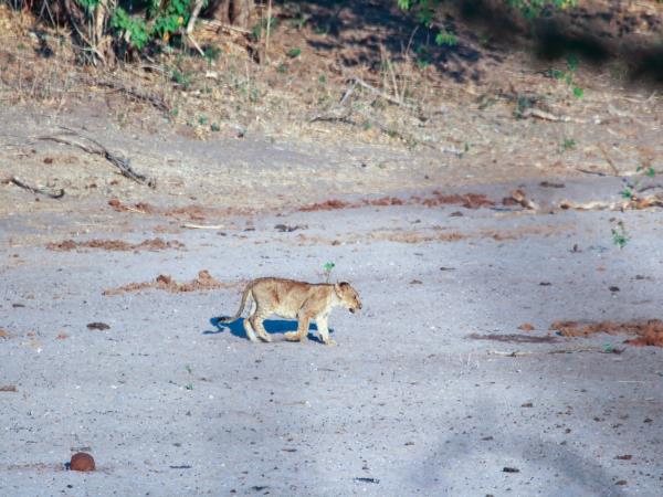 Sudan wildlife and history tour