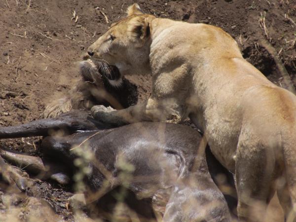 Luxury Mbede safari circuit vacation in Tanzania