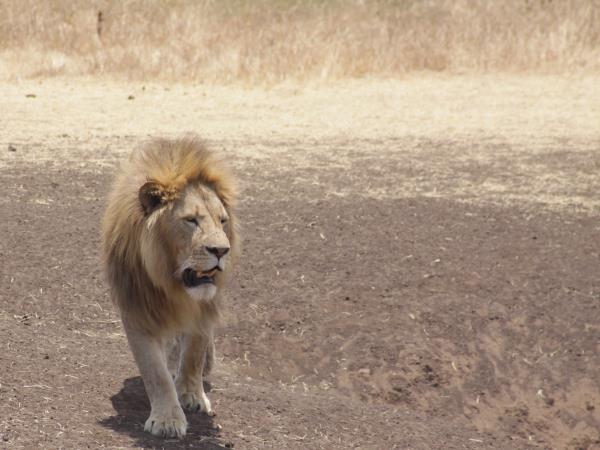 Luxury Mbede safari circuit vacation in Tanzania