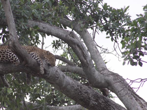 Luxury Mbede safari circuit vacation in Tanzania