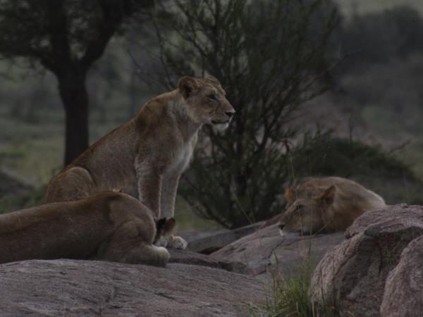 Luxury Mbede safari circuit vacation in Tanzania