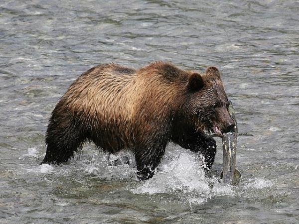 Japan bear watching tour