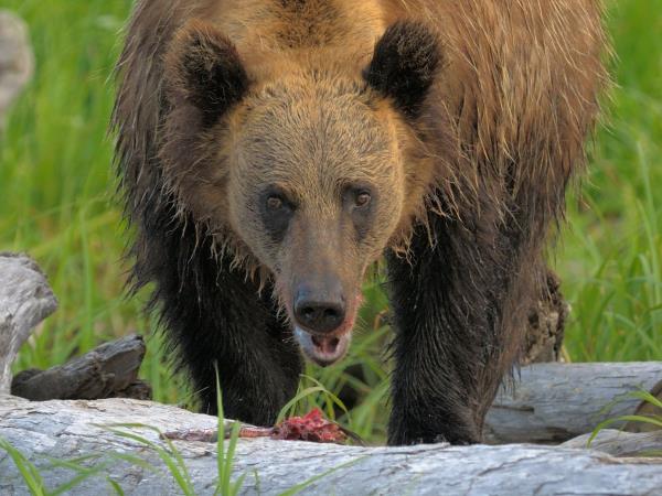 Japan bear watching tour