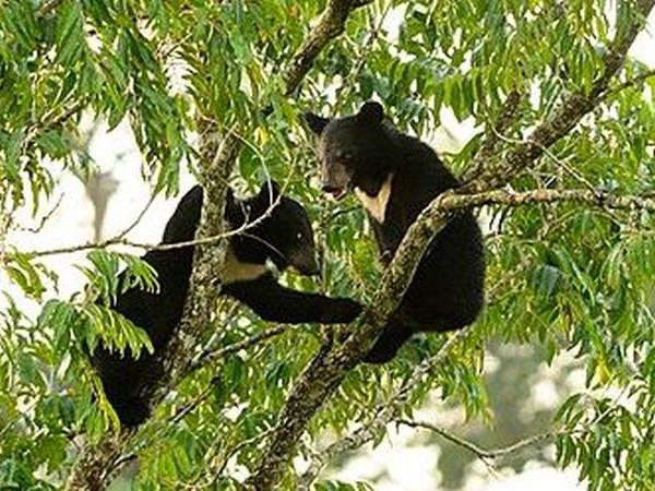 Japan bear watching tour