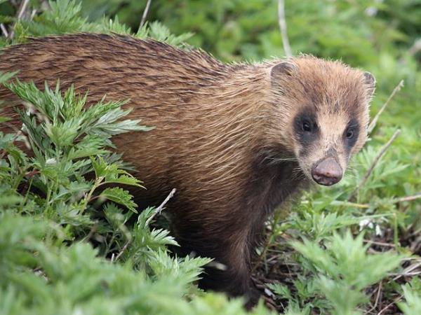 Japan wildlife vacation