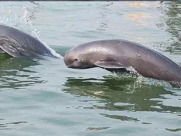 Japan wildlife vacation