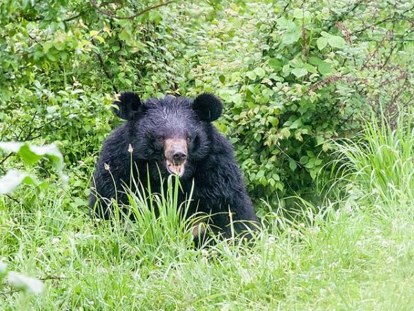 Japan wildlife vacation
