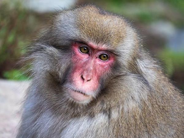 Japan wildlife vacation