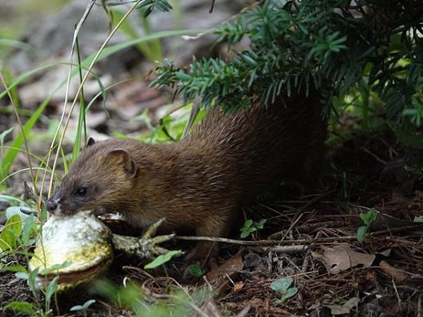 Japan wildlife vacation