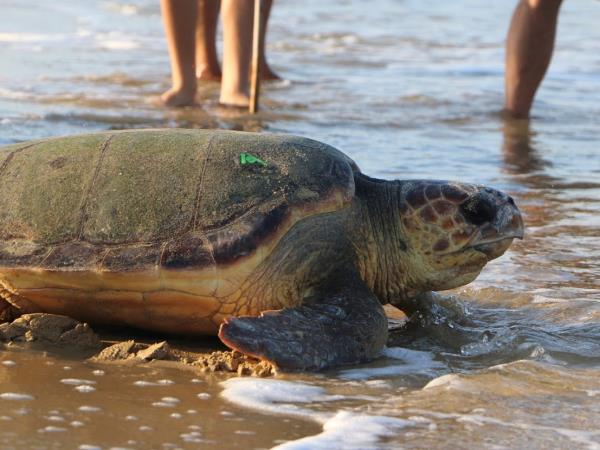 Turtle conservation in Greece