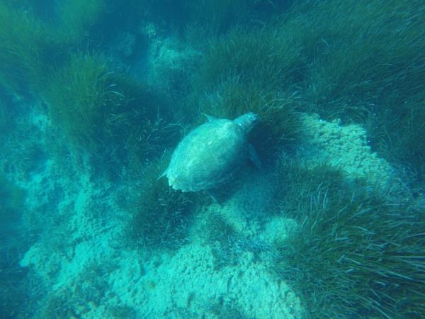 Turtle conservation in Greece