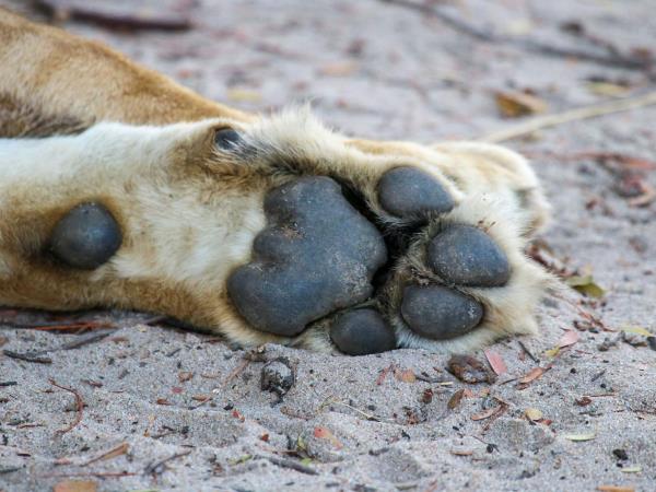 Tanzania migration safari, beyond the Serengeti