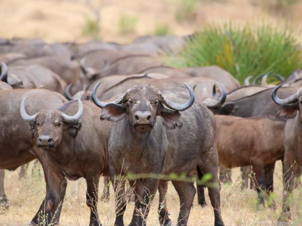 Tanzania migration safari, beyond the Serengeti