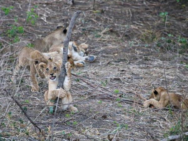 Tanzania migration safari, beyond the Serengeti