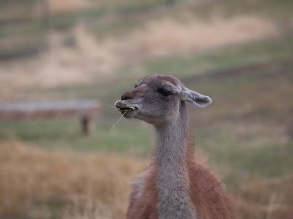 Patagonia wildlife vacation