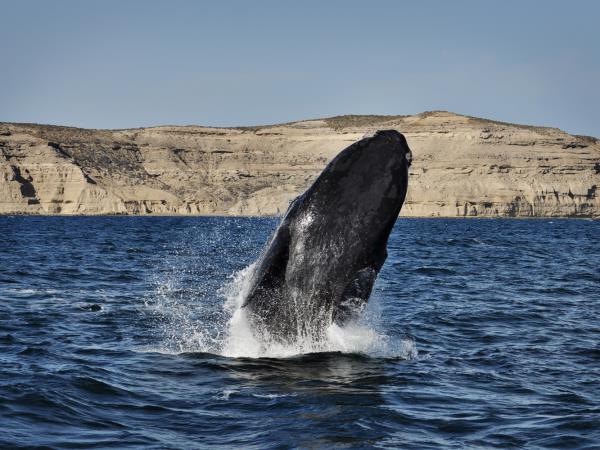 Patagonia wildlife vacation