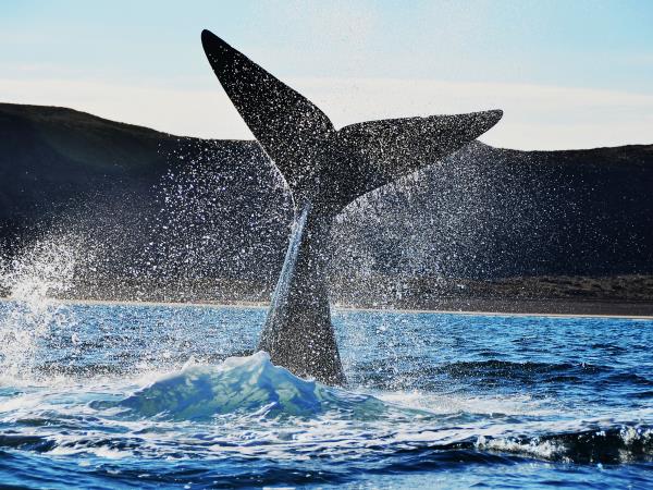 Patagonia wildlife vacation