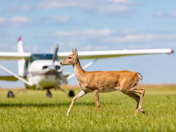 Ibera Wetlands and Iguazu Falls tour, Argentina