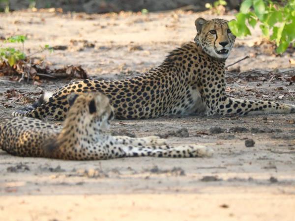 Malawi wildlife vacation