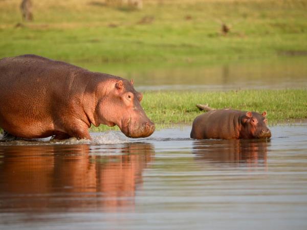 Malawi wildlife vacation