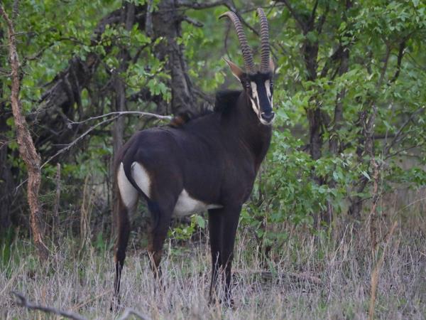 Malawi wildlife vacation