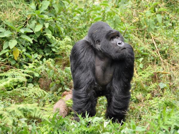 Uganda wildlife safari, small group