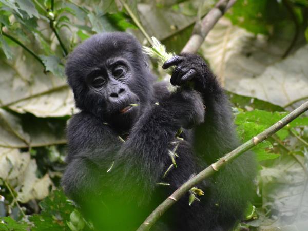 Uganda wildlife safari, small group