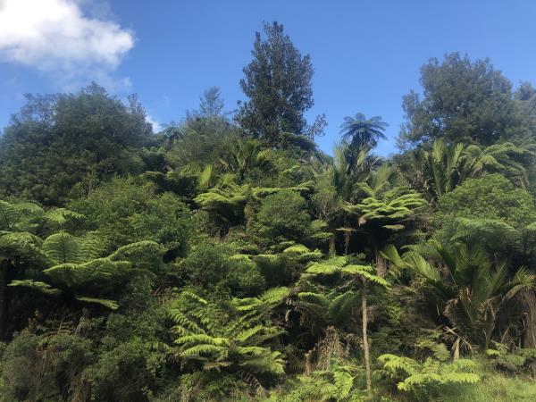 New Zealand cycling vacation, Cape to Cape