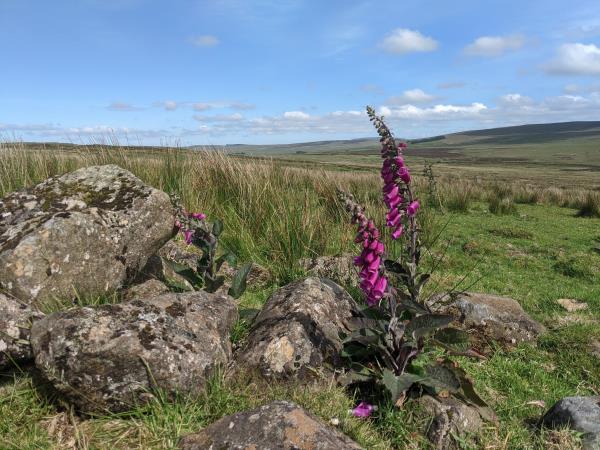 Mourne Mountains and Antrim Hills walking vacation