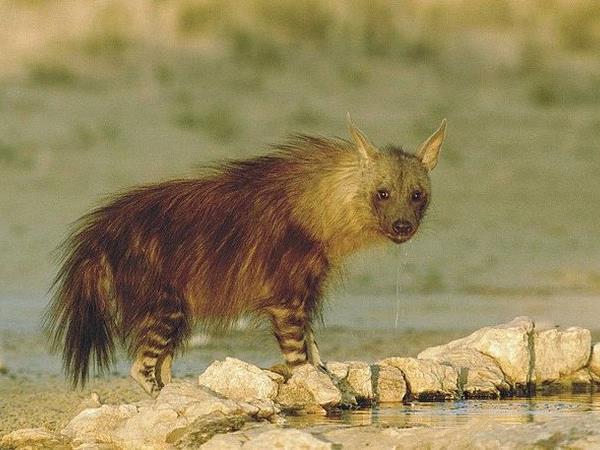 Namibia wildlife vacation, rare desert mammals