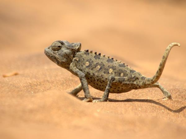 Namibia wildlife vacation, rare desert mammals
