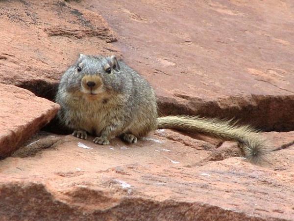 Namibia wildlife vacation, rare desert mammals