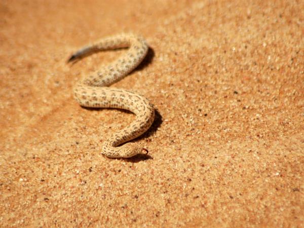 Namibia wildlife vacation, rare desert mammals
