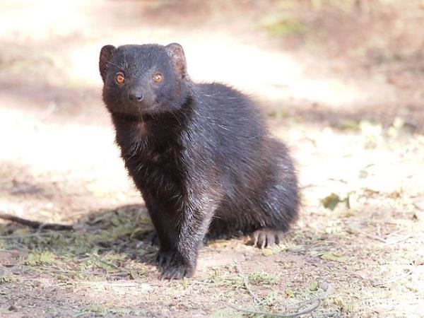 Namibia wildlife vacation, rare desert mammals