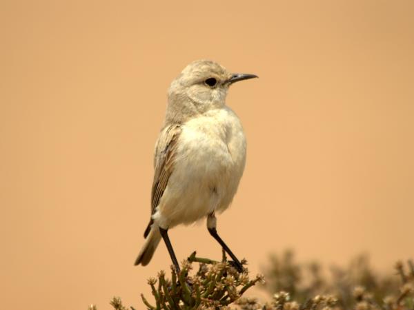 Namibia wildlife vacation, rare desert mammals