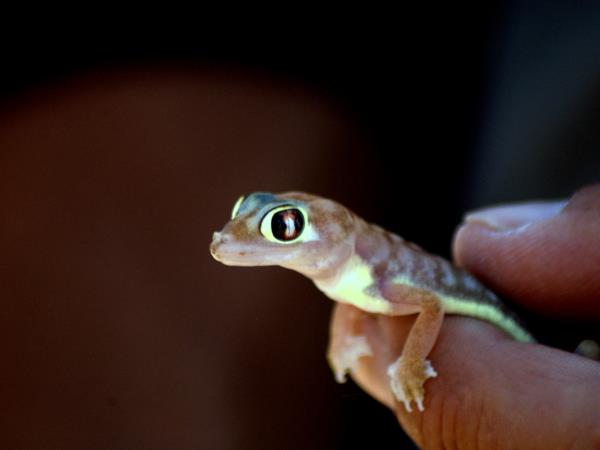 Namibia wildlife vacation, rare desert mammals